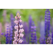 Sony DT 55-200mm F/4-5.6 SAM Lens (SAL55200/2)