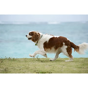 Sony DT 55-200mm F/4-5.6 SAM Lens (SAL55200/2)
